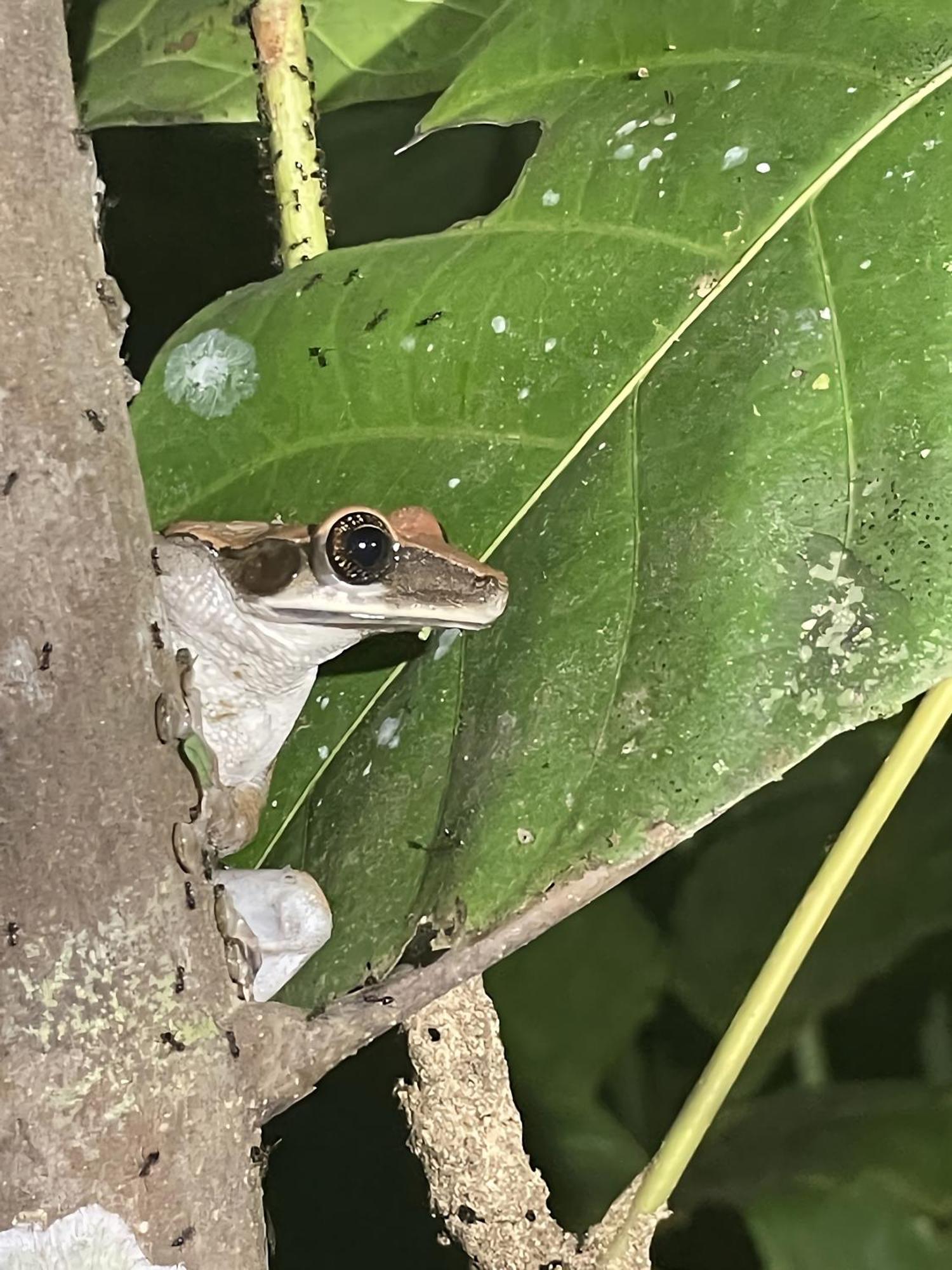 Отель Maiku Amazonas Пуэрто-Наринио Экстерьер фото